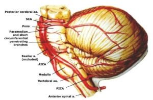 critical neurovascular structures